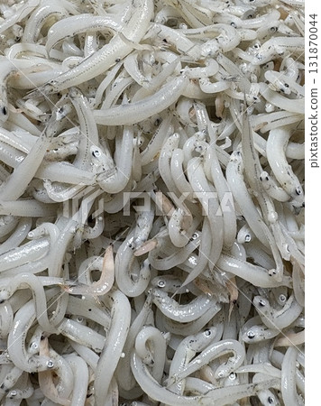 Shonan Shirasu, seasonal in autumn_Shonan Shirasu_Shirasu_Kamaage Shirasu 131870044