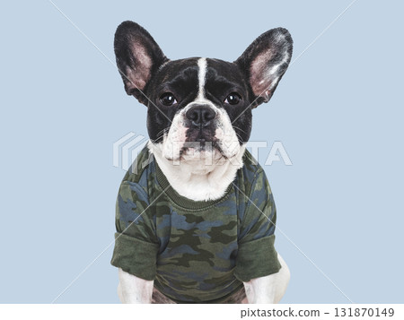 Cute puppy and military t-shirt. Studio shot 131870149