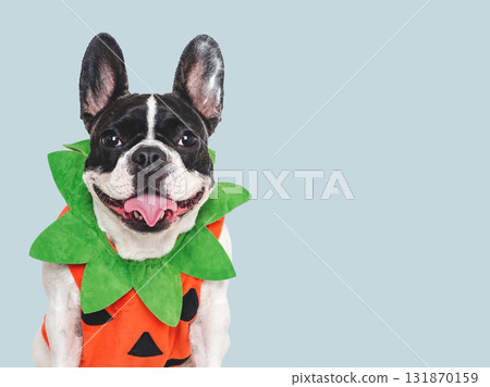 Happy Halloween. Charming puppy and Halloween costume Happy Halloween. Charming puppy and Halloween costume 131870159