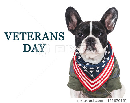 Veterans Day. Adorable puppy, American Flag and congratulatory inscription 131870161