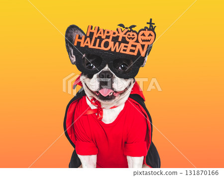 Happy Halloween. Charming puppy and Halloween costume Happy Halloween. Charming puppy and Halloween costume 131870166