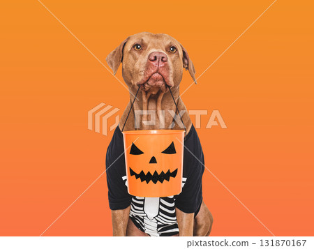 Happy Halloween. Cute dog and Halloween costume 131870167