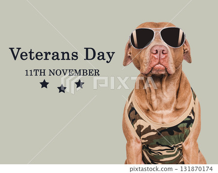 Veterans Day. Adorable puppy, American Flag and congratulatory inscription 131870174
