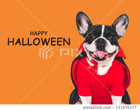 Happy Halloween. Charming puppy and congratulatory inscription Happy Halloween. Charming puppy and congratulatory inscription 131870177