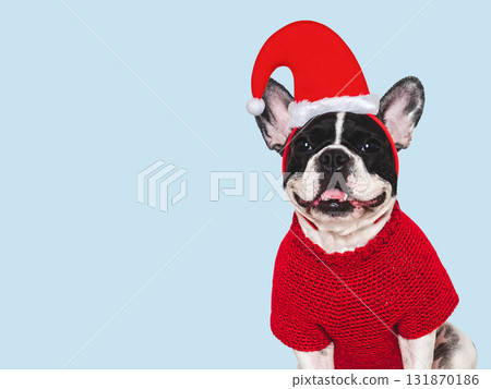 Merry Christmas and Happy New Year. Cute puppy 131870186