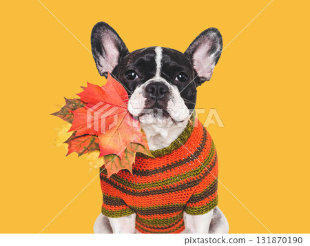 Cute puppy, knitted wool sweater and autumn yellow leaves 131870190