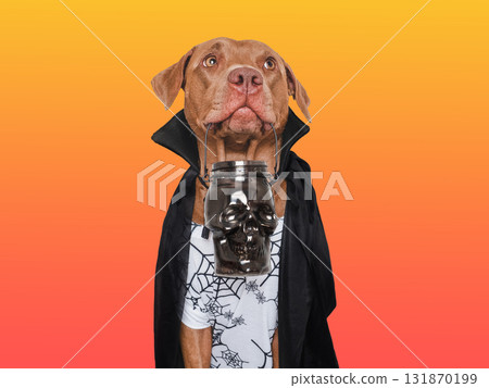Charming, lovable brown dog and Count Dracula costume 131870199