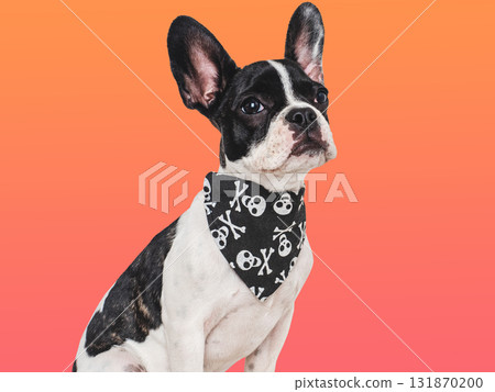 Charming puppy and black neckerchief with skulls 131870200