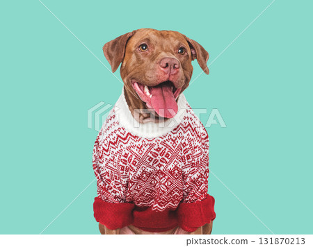 Cute dog and red warm knitted sweater Cute dog and red warm knitted sweater 131870213