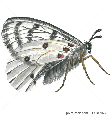 White butterfly, side view, watercolor illustration isolated on transparent background 131870226