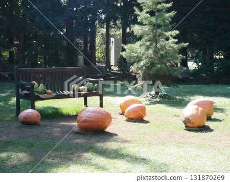 Large pumpkin and bench Large pumpkin and bench 131870269