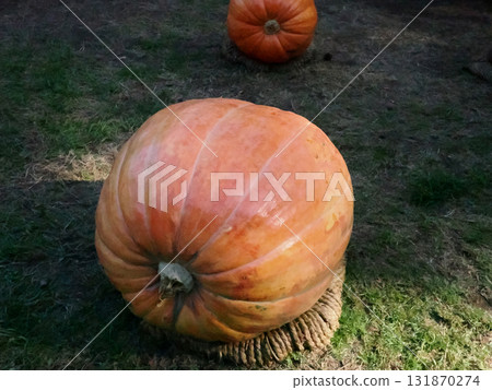big orange pumpkin big orange pumpkin 131870274