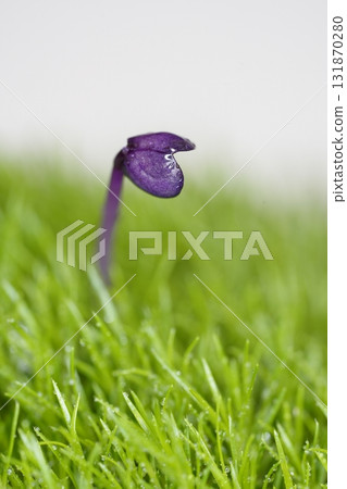 Sprouts的雙葉 131870280