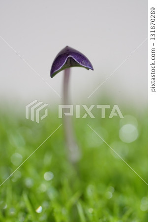 Sprouts的雙葉 131870289