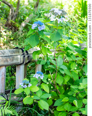 A refreshing summer scene at Jindaiji Temple: Moistly blooming hydrangeas A refreshing summer scene at Jindaiji Temple: Moistly blooming hydrangeas 131870300