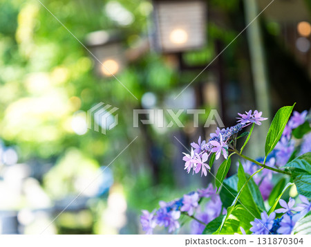 深大寺的夏日清爽景象:濕潤盛開的繡球花 深大寺的夏日清爽景象:濕潤盛開的繡球花 131870304