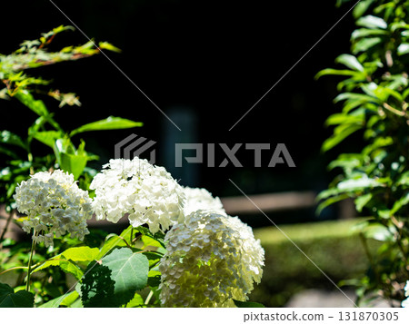 深大寺的夏日清爽景象:濕潤盛開的繡球花 深大寺的夏日清爽景象:濕潤盛開的繡球花 131870305