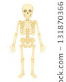 Skeleton illustration material 131870366