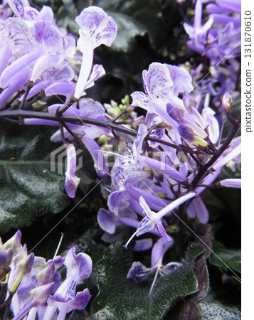 Plectranthus 131870610