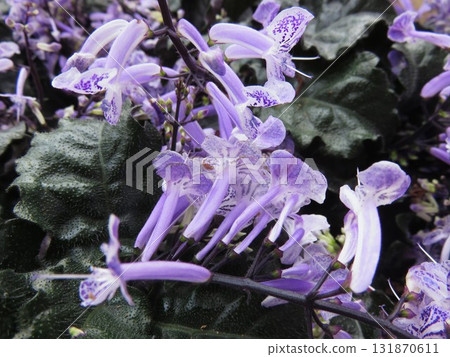 香茶菜 香茶菜 131870611