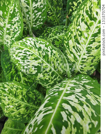 Dieffenbachia Reflector 131870704