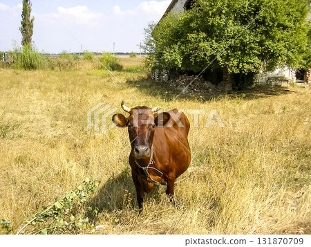 Brown cow on the pasture Brown cow on the pasture 131870709