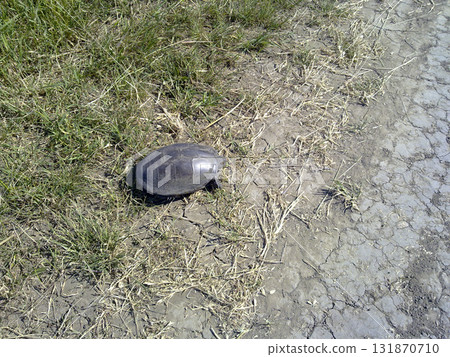 Ordinary river turtle. Turtle in the natural habitat. Ordinary river turtle. Turtle in the natural habitat. 131870710