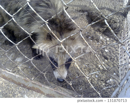 Racoon dogs in captivity 131870713
