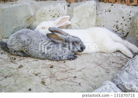 Two rabbits lie and rest. rabbit in the zoo. Two rabbits lie and rest. rabbit in the zoo. 131870718