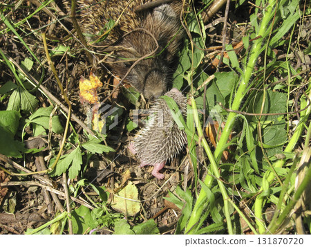 Hedgehog. The prickly mammal is a hedgehog. Hedgehog. The prickly mammal is a hedgehog. 131870720