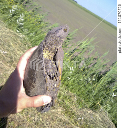 Ordinary river turtle. Turtle in the natural habitat. Ordinary river turtle. Turtle in the natural habitat. 131870726