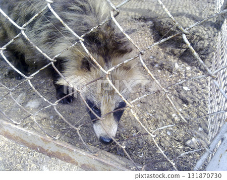 Racoon dogs in captivity Racoon dogs in captivity 131870730