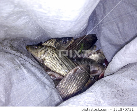 Fish carp in a bag. Fish catch of fish. 131870731