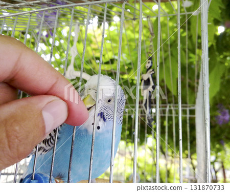 A wavy parrot in a cage. Hand at the parrot. 131870733