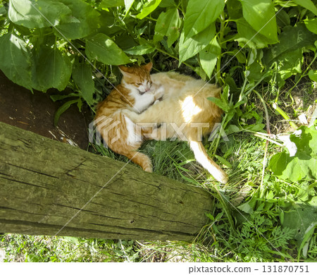 Red-haired cats are playing in the grass. Red-haired cats are playing in the grass. 131870751