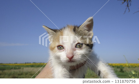 Red-haired cat, domestic pet. Favorite pets in our homes 131870756