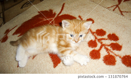 Red-haired cat, domestic pet. Favorite pets in our homes 131870764