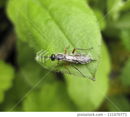 Ichneumonidae. a real rider. Hymenoptera insect. Ichneumonidae. a real rider. Hymenoptera insect. 131870771