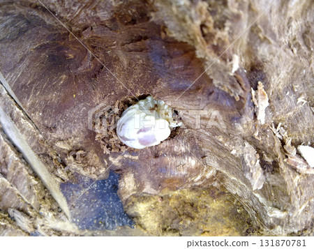 Larva of a bark beetle in a rotten stump. 131870781