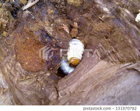 Larva of a bark beetle in a rotten stump. 131870782