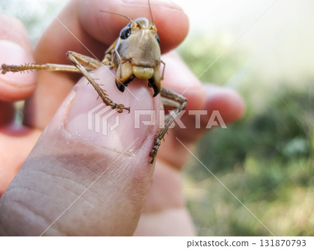 A brown grasshopper in man's pockets. the jaws of a grasshopper. 131870793