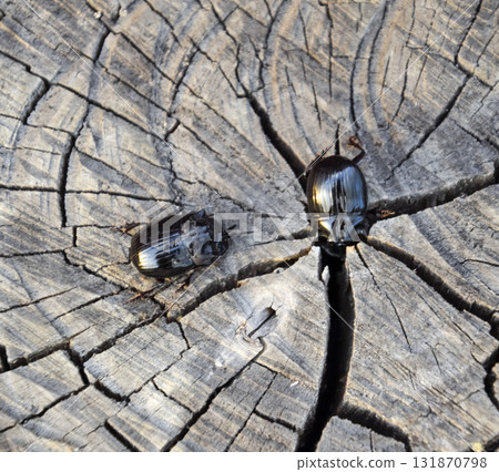 A rhinoceros beetle on a cut of a tree stump. A pair of rhinoceros beetles A rhinoceros beetle on a cut of a tree stump. A pair of rhinoceros beetles 131870798
