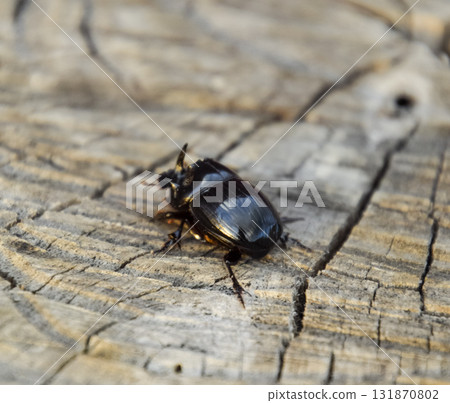 A rhinoceros beetle on a cut of a tree stump. A pair of rhinoceros beetles 131870802