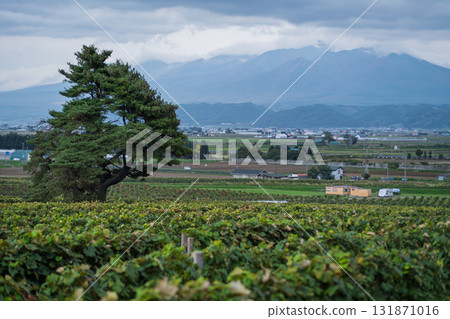 葡萄園、富良野鎮和大雪山 131871016
