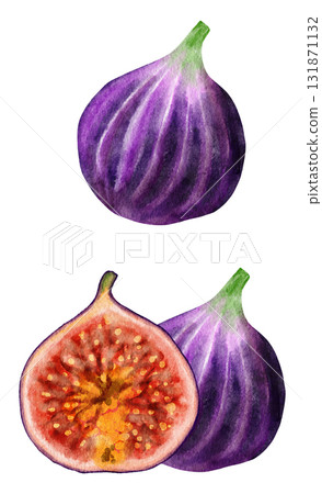 Hand drawn watercolor illustration of fig fruit. Fresh ripe purple juicy food, tropical vitamin slice dessert, natural butrition fresh seeds eating. 131871132
