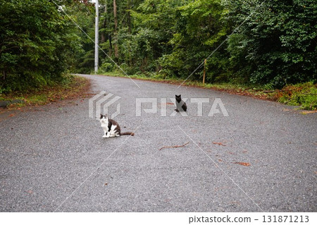 田代島貓島貓 131871213