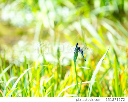 鳶尾花田裡的普通藍豆娘 131871272