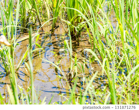 Common Blue Damselfly in the Iris Field 131871276