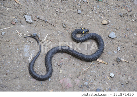 Grass snake, crawling along the ground. Non-poisonous snake. Frightened by the Grass snake 131871430
