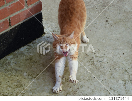Adult red - white cat. Yawning red cat 131871444